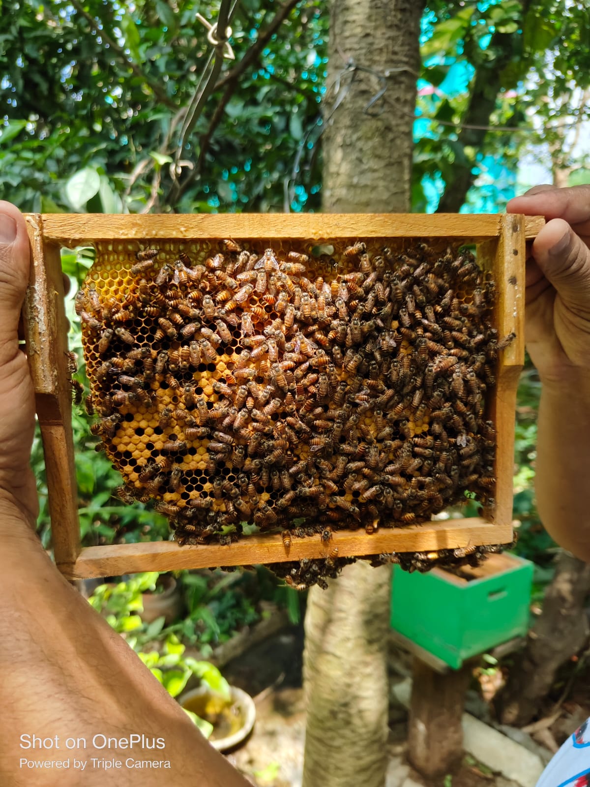 A natural farming landscape with bee boxes, showcasing a sustainable apiary